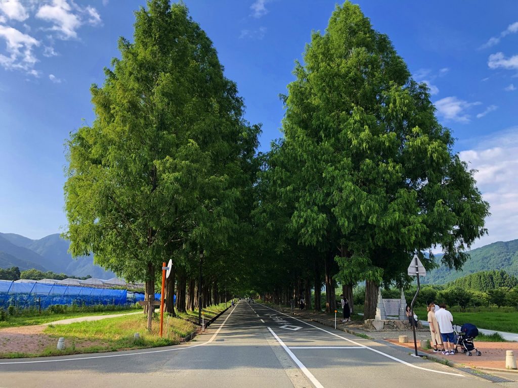 メタセコイア並木